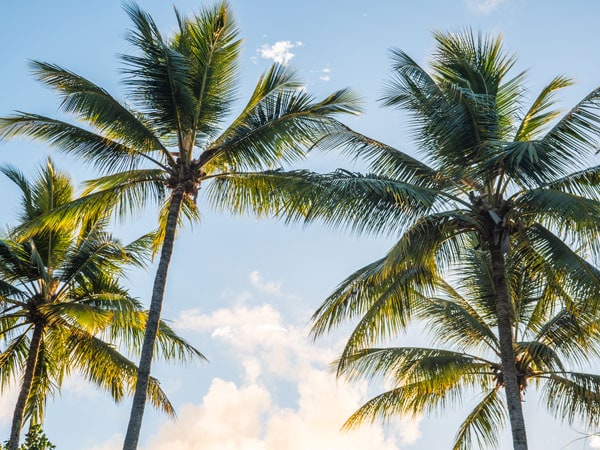 palm trees in Port Douglas