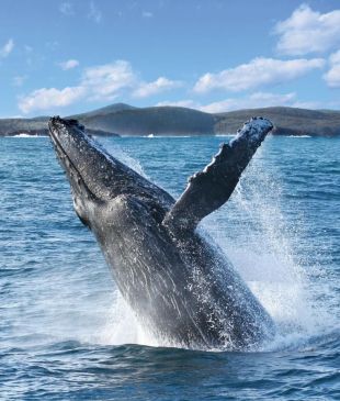 <p><i>A guide to</i> <strong>Port Stephens</strong> whale watching</p>
