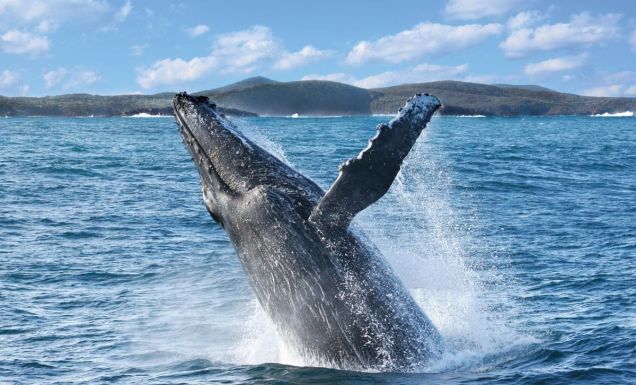 A humpback whale's tail coming out of the water.
