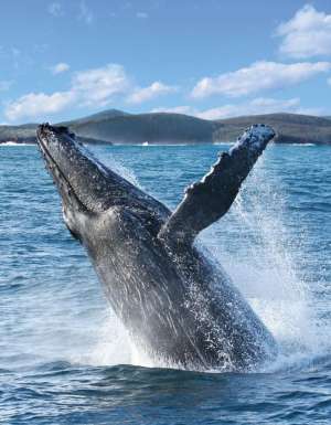 A humpback whale's tail coming out of the water.