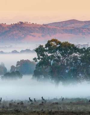 kangaroos at Strike Mudgee