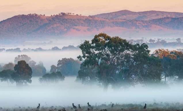 kangaroos at Strike Mudgee