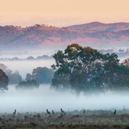 kangaroos at Strike Mudgee