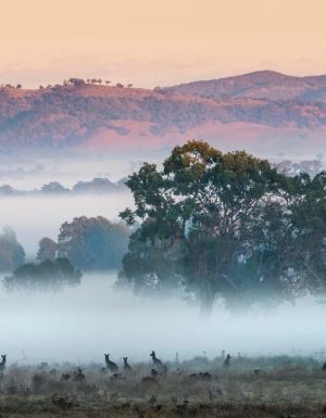 kangaroos at Strike Mudgee