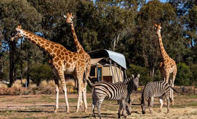 Taronga Western Plains Zoo in Dubbo