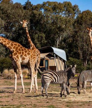 <p><i>Top Towns for 2022</i>: Insider tips to the best of <strong>Dubbo</strong></p>
