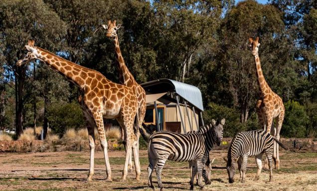 Taronga Western Plains Zoo in Dubbo