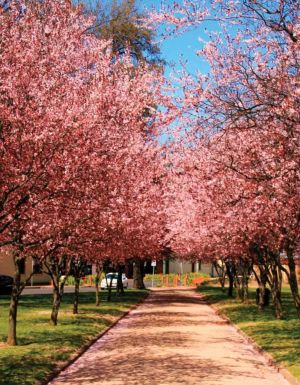 views of Orange Spring