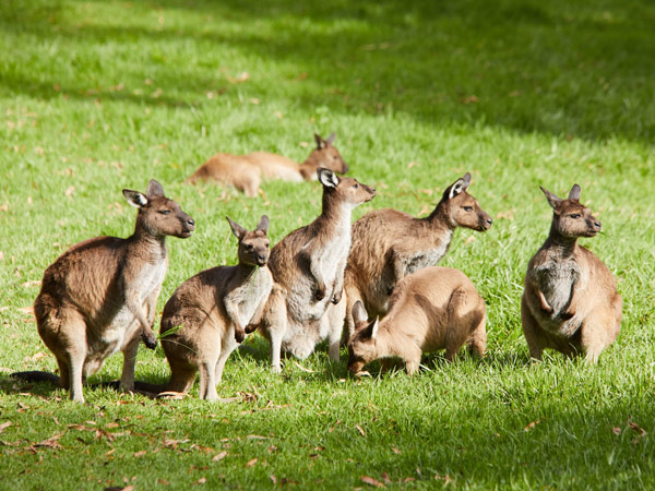 kangaroos at Healesville Sanctuary