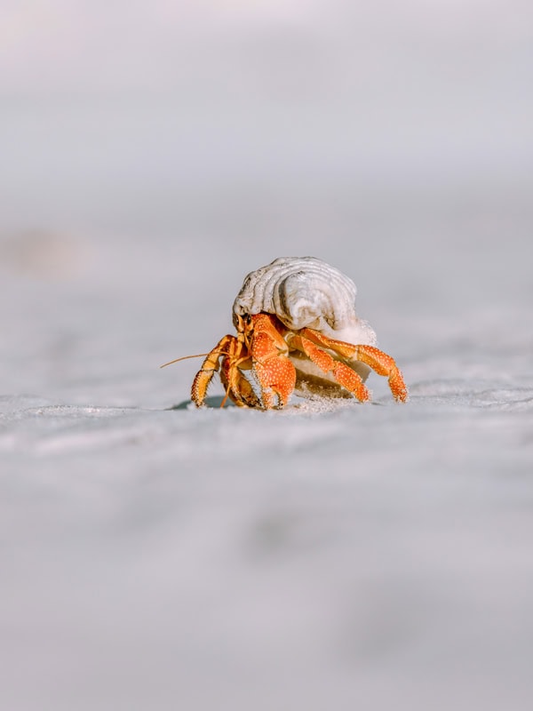 Hermit Crabs on Cocos Keeling Islands