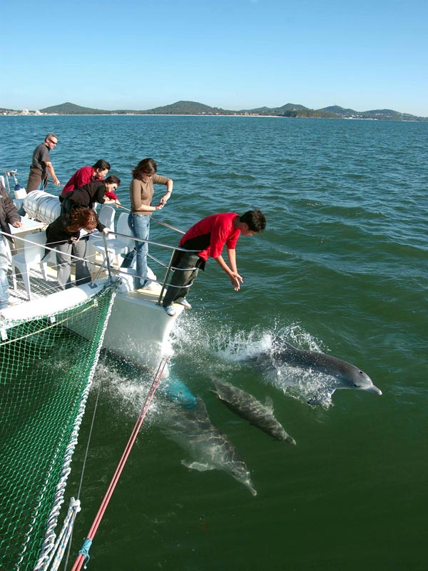 People on a boat watching and photographing dolphins in the water.