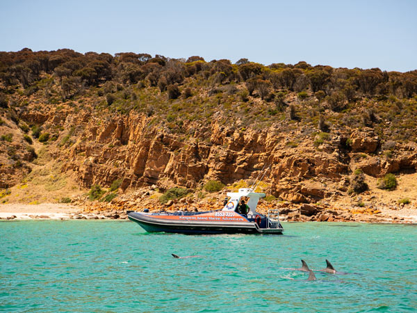 Dolphins swimming next to Kangaroo Island Marine Adventures boat.