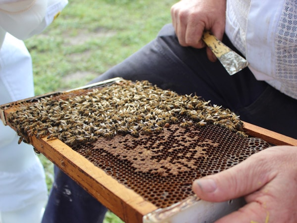 Bees making honey at Kangaroo Island Living Honey. 