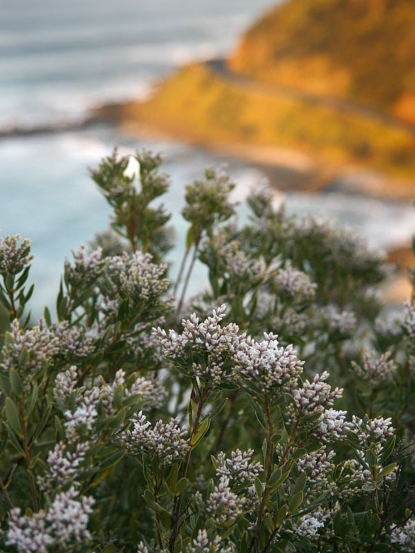 Flowers in front of the ocean in Lorne. 