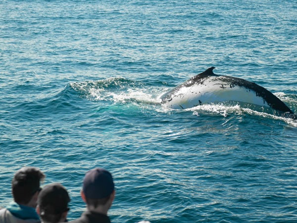 People watching a whale in the ocean.