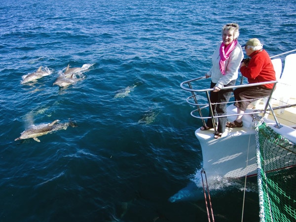 A woman and a man on a boat watching dolphins in the ocean.