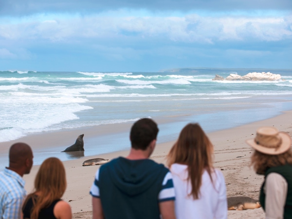 Seal Bay Guided Tour looking at the seals.