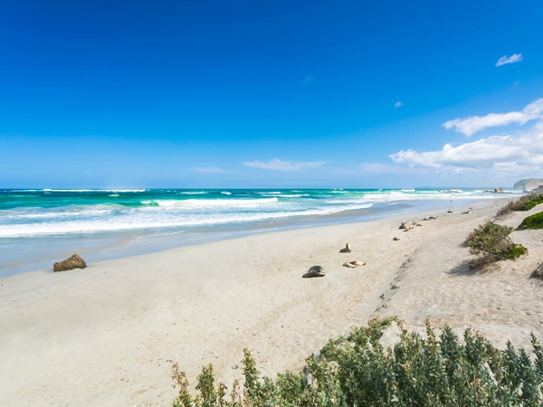 Seals laying on the beach at Seal Bay. 
