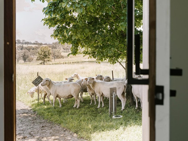 Sheep at Wilga Station Bathurst NSW