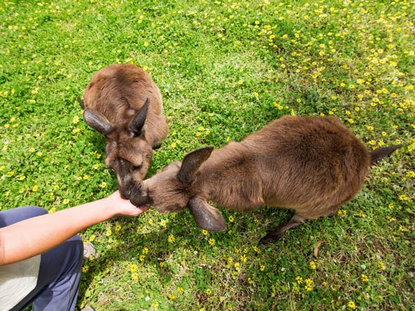 Feeding two kangaroos at Kangaroo Island Wildlife Park. 