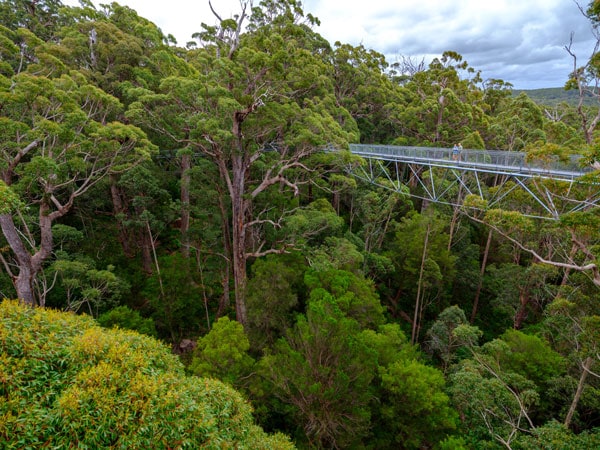 Looking above the trees at Valley of the Giants Tree Top Walk