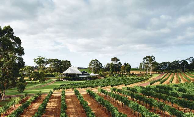vineyard views at Vasse Felix, Margaret River