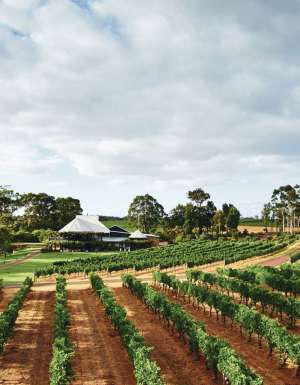 vineyard views at Vasse Felix, Margaret River