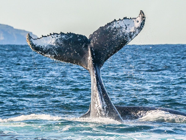 A humpback whale's tail coming out of the water.