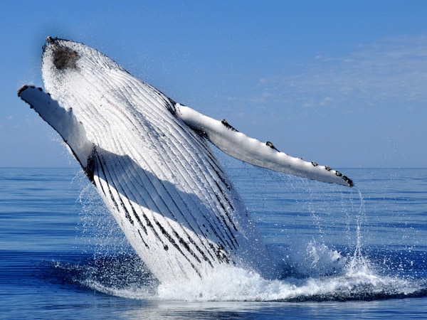 Whale jumping out of the ocean in Busselton. 