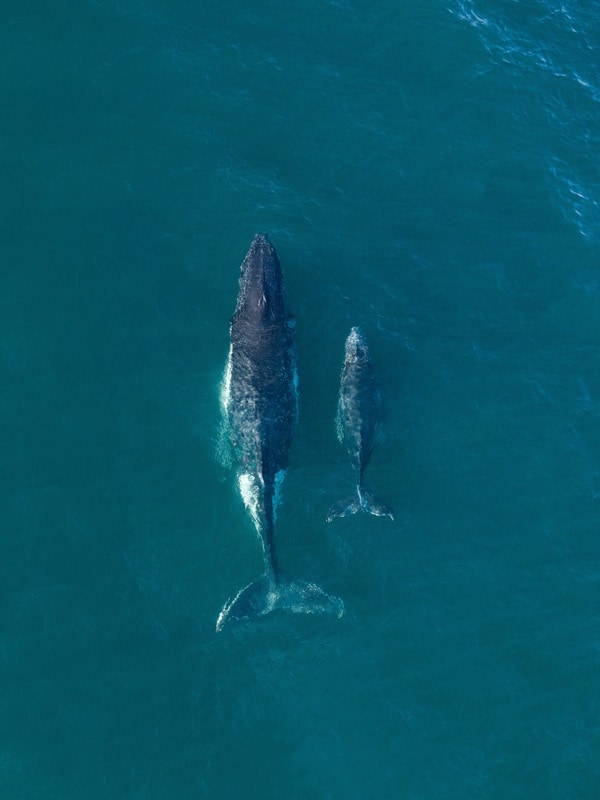Mother and calf whales swimming in the ocean.