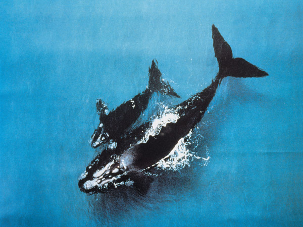 Southern right whales Warrnambool