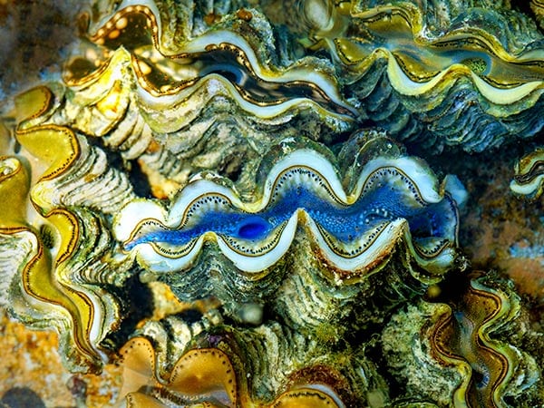 Clams spotted while snorkelling on Cocos Keeling Islands