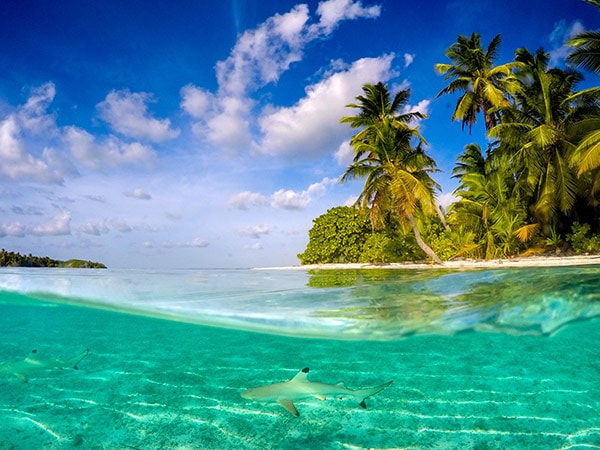 Shark in the Crystal clear water of Cocos (Keeling) Islands
