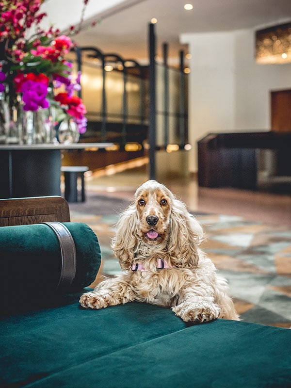 Dogs welcome at Four Seasons Sydney