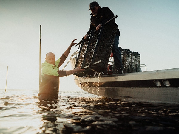 Stanley oyster farms