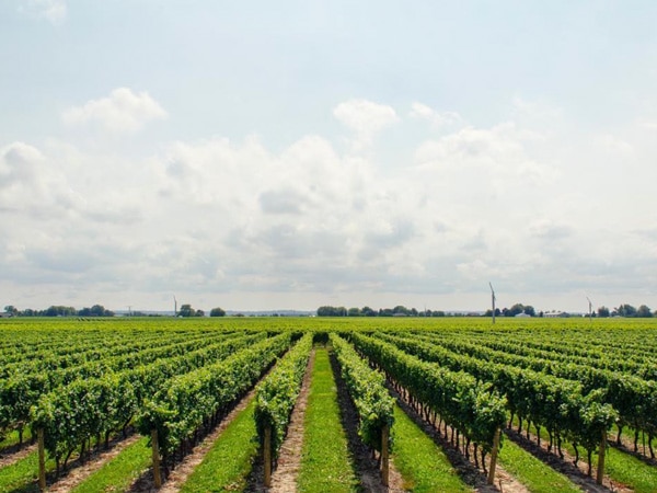 lush winery landscape, Australian Wine Tour Company