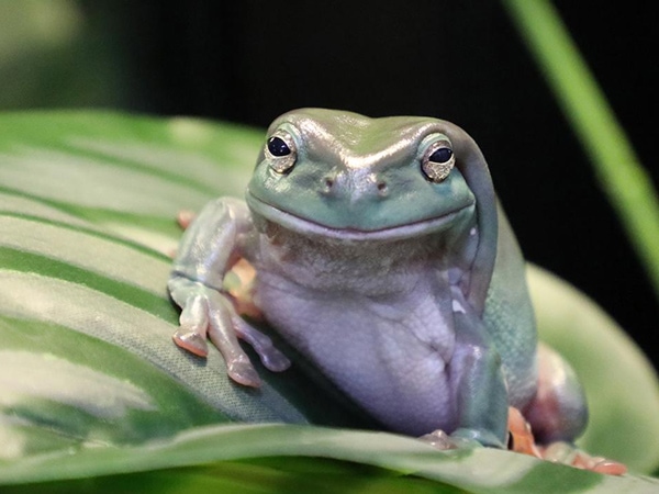 a close-up photo of a green tree frog 