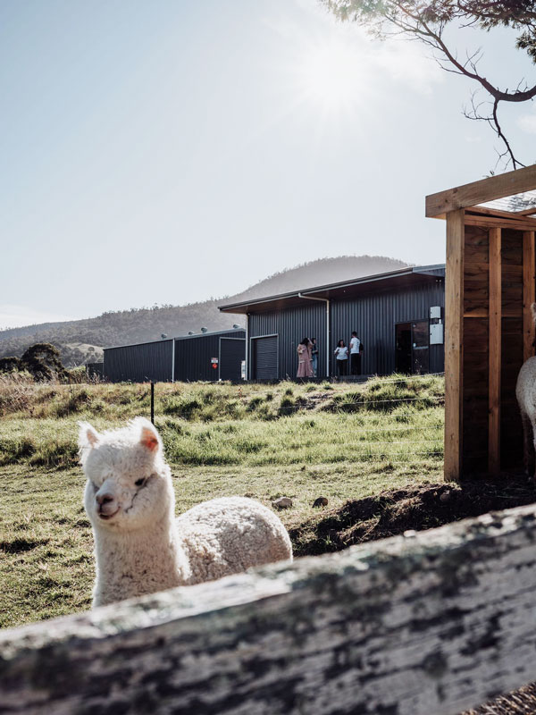 an alpaca at Derwent Distillery, Dromedary