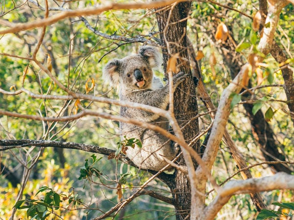 Koalas on Magnetic Island