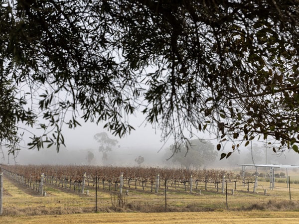 the vineyard at Tobin Wines