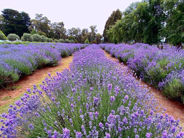 Warrantina's Harvest Lavender Festival