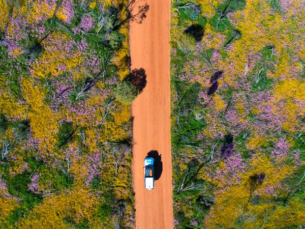 Wildflowers in Coalseam Conservation Park in WA.