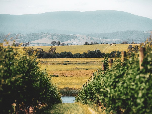 vineyard at Yering Station