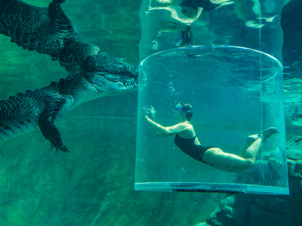 a woman inside the cage of death facing a croc at Crocosaurus Cove, Darwin