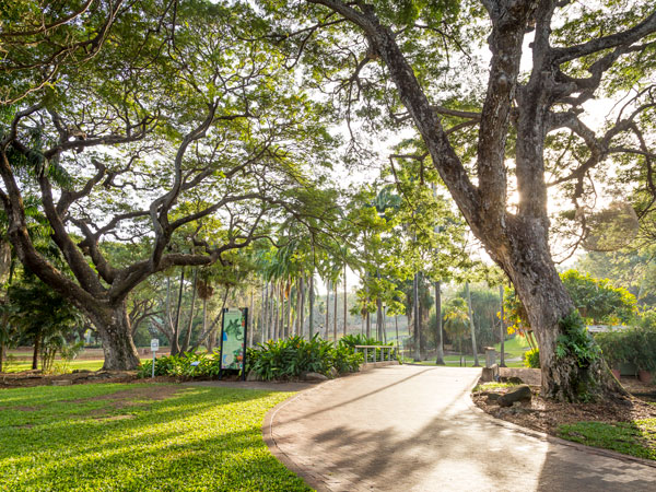the greenery at the George Brown Darwin Botanic Gardens