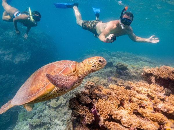 couple snorkelling on the reef off Lady Musgrave Island, while taking a photo of a turtle