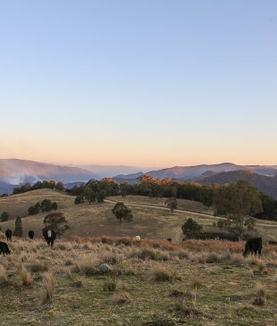 <p><i>accommodation and travel guide</i> <strong>Tenterfield</strong></p>
