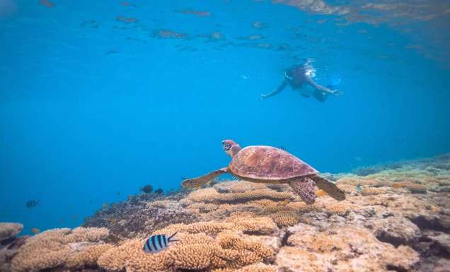 a lady snorkelling on the reef off Lady Musgrave Island looking at a turtle and colourful fish life