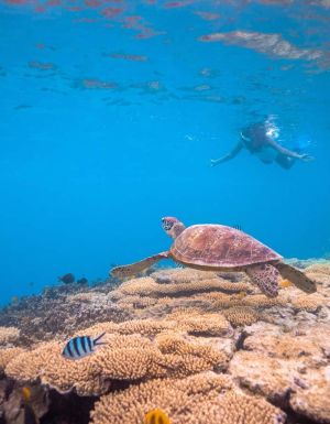 a lady snorkelling on the reef off Lady Musgrave Island looking at a turtle and colourful fish life