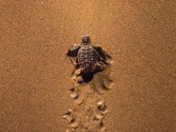 a baby turtle taking its first few steps on the beach at Mon Repos Turtle Centre 